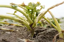 Najmniej wrażliwa na mróz jest rozeta liści. Znosi krótkotrwałe spadki temperatury do minus 25 st. C. Ale uwaga, im silniej rozwinięta jest rozeta, tym roślina jest mniej wytrzymała (optymalnie 8 liści przed wejściem w anabiozę). Na wytrzymałość rozety na mróz ma wpływ jej kształt. Bardziej wytrzymałe są rozety rozłożyste i niskie, co daje stosowanie jesienią regulatorów wzrostu. Strata nawet całego ulistnienia nie oznacza śmierci rośliny. Ma to wpływ na plonowanie, ale żywy pąk, szyjka korzeniowa i korzeń w sprzyjających warunkach szybko odbudują powierzchnię asymilacyjną liści. Stożek wzrostu korzeni, choć przed zimą może znajdować się dość głęboko, wytrzymuje spadki temperatury do minus 6°C. Przy takiej zimie jak w 2012 r., kiedy wystąpił silny i długotrwały mróz bez okrywy śnieżnej, stożki wzrostu korzeni przemarzały