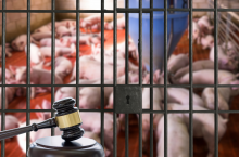 świnie, więzienie, młotek, sąd