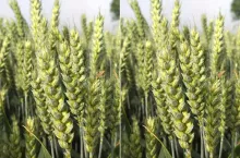  Możesz podnieść plon pszenicy. Tak dokrzewisz łan o 10%