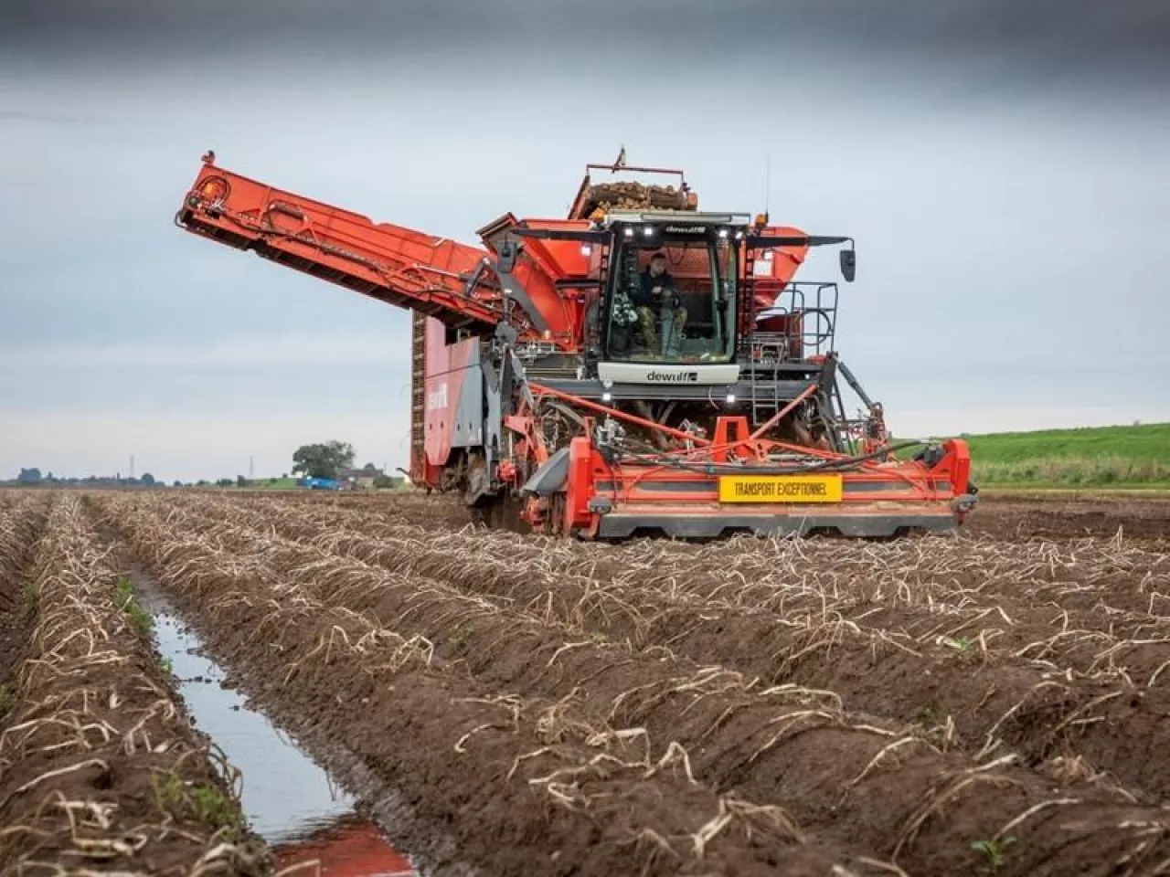 Spadające ceny ziemniaka skrobiowego i wysokie koszty sadzeniaka kwalifikowanego zmuszają polskich plantatorów do szukania alternatywnych rozwiązań. Rolnicy apelują o wsparcie zakładów przetwórczych i elastyczne podejście do kosztów materiału sadzeniowego. Eksperci tłumaczą przyczyny kryzysu nadprodukcją w Europie i agresywną polityką cenową zakładów.