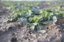 W rzepaku ruszyła już wegetacja, ale czekamy na przesunięcie terminu wejścia w pole.