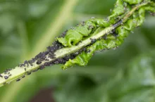 Mszyca burakowa kolonia na liściu buraka cukrowego.