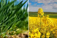 Boskalid w płynie w zbożach i rzepaku
