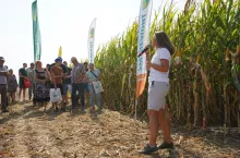 W hodowli kukurydzy postęp nie ustaje. Przyzwyczailiśmy się już do tego, że jej uprawa na ziarno jest możliwa w całym kraju. Mniej więcej od dwóch sezonów są na naszym rynku dostępne wczesne odmiany z typowym ziarnem dent i prawdopodobnie na takie postawi wielu rolników w bieżącym sezonie. Wielu rolników mogło je zobaczyć właśnie dwa lata temu na Święcie Kukurydzy TPR w RZD Wilanów-Obory SGGW. Cechują się szybkim oddawaniem wody (dry down), przez odpowiednią wczesność można je już uprawiać w całym kraju i po zbiorze dają szansę na terminowe zasiewy pszenicy ozimej