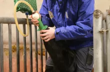 Gdy cielę nie chce pić siary, pomóc może sonda. To pewny sposób, by dostarczyć cielęciu odpowiednią dawkę przeciwciał.