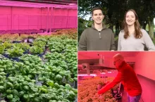 500 świń zniknęło. W chlewni uprawiają dziś bazylię