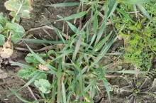 Wiosenne odchwaszczanie ozimin. Jeden błąd może kosztować plon