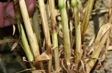 Trzy choroby źdźbła, które potrafią zniszczyć łan. Rolnicy często je mylą