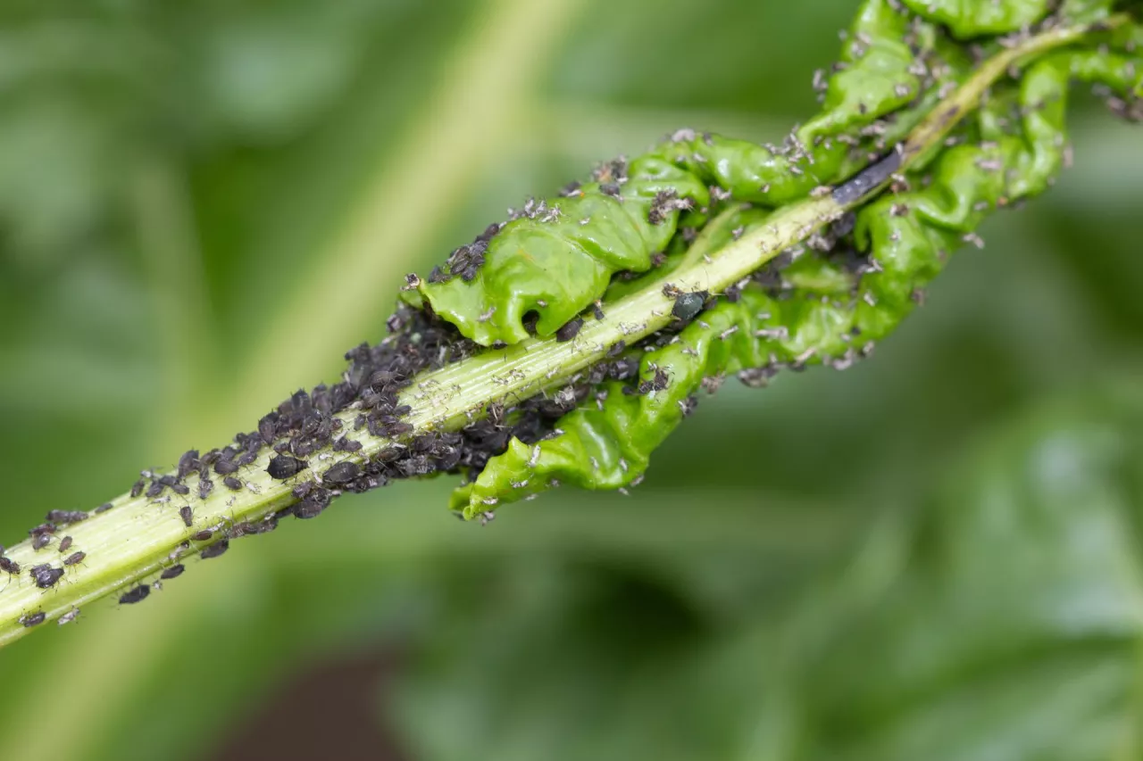 Mszyca burakowa kolonia na liściu buraka cukrowego.