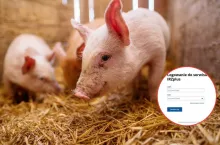 Masz świnie? Od marca zmienią się zasady przemieszczania
