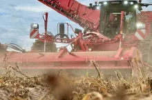 Zbiór ziemniaków kombajnem samojezdnym