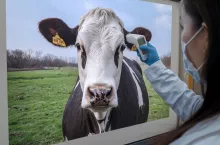AI zmierzy temperaturę krowy ze zdjęcia. Naukowcy pokazali nowy system 