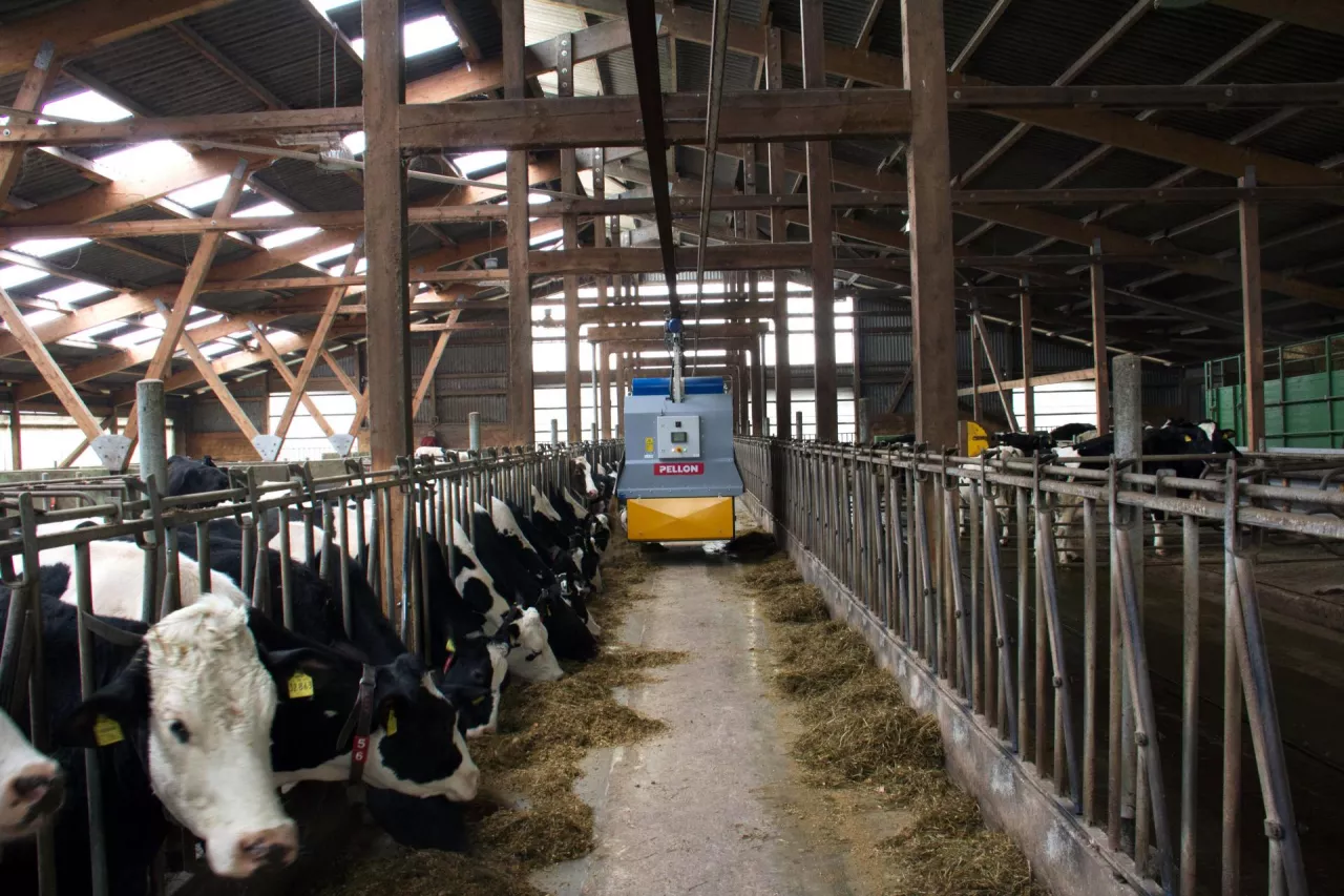 Robot firmy Pellon w oborze z bydłem mlecznym