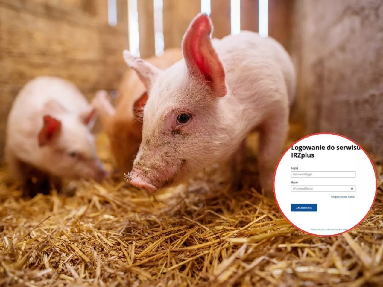 Masz świnie? Od marca zmienią się zasady przemieszczania