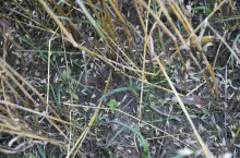 gradobicie, zniszczone uprawy, straty w uprawach