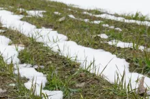 Azot na oziminy wiosną. Te dawki mogą zdecydować o plonie