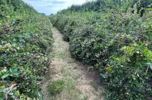 Pędy aronii uginające się od masy owoców - widok cieszący oczy i serce plantatora