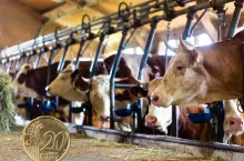 Ceny mleka lecą w dół. Nawet 25 centów za kg w Niemczech