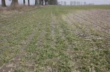 Pleśń śniegowa na pszenicy