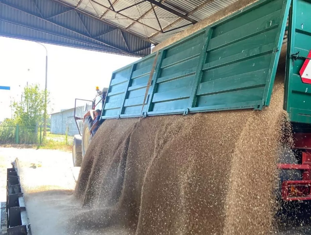 Trzymać zboże czy sprzedawać? Co z cenami świń i nawozów? [Raport rynkowy 13.02.2026]