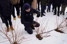 Cięcie borówek odmiany 'LoretoBlue' - rekomendacje Tomasza Domańskiego z firmy Agrosimex