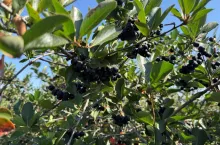 Owoce aronii gotowe do zbioru