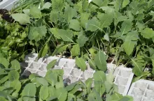 Kapustowate najlepiej siać pojedynczo do wielodoniczek. Dzięki temu unikniemy pikowania