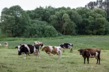 bydło mleczne na pastwisku