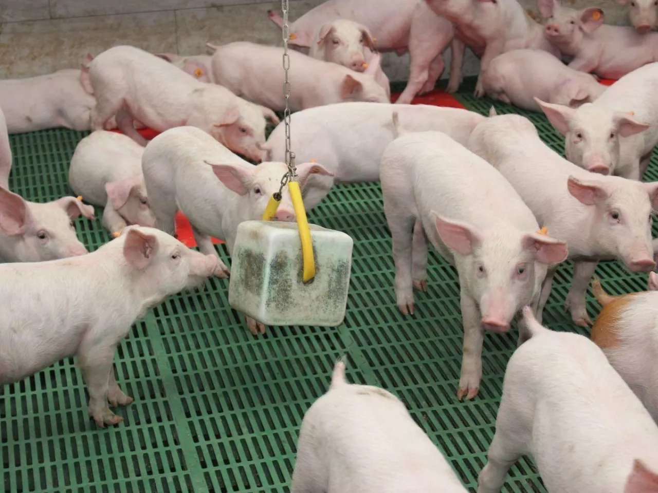 W miesiąc zniknęło 445 stad świń. Ale pogłowie wzrosło