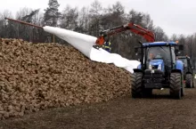 Cena buraków w dół nawet o 50%. Czy w 2026 jeszcze opłaca się siać?