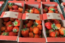 Truskawki z gospodarstwa państwa Małek