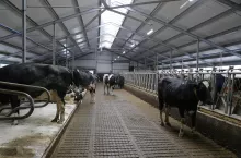 Bydło mleczne w nowoczesnej oborze