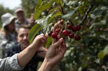 Umowa o pomocy przy zbiorach – na czym polega i czy trzeba opłacać składki w KRUS?