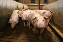 Jakie są aktualne ceny świń w Polsce? [