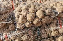 Ziemniaki w workach na rynku Bronisze