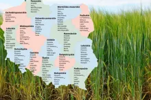  LOZ 2026: 36 odmian jęczmienia jarego. Sprawdź, które polecane w twoim województwie