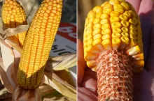 32 nowe odmiany kukurydzy w Polsce. Zobacz listę i FAO