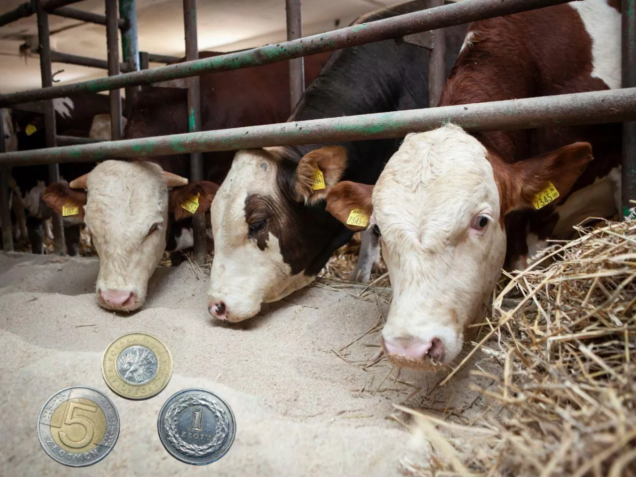 Dopłaty 2026. Tyle zwierząt musisz mieć, żeby ARiMR uznał cię za aktywnego rolnika