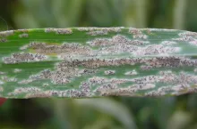 Charakterystyczny wojłokowaty nalot mączniaka prawdziwego zbóż i traw z czarnymi owocnikami widać wyraźnie, ale próg szkodliwości ocenia się na podstawie pierwszych słabo widocznych objawów porażenia, czyli pojedynczych, białych skupień struktur grzyba