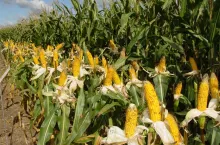 Do uprawy na kiszonkę preferowane są odmiany posiadające cechę stay green i podwyższoną strawność