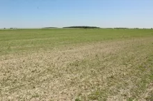 Żurawie na polach państwa Jasińskich zniszczyły około 15 ha kukurydzy