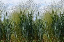 Flufenacet znika z rynku. Jak zwalczać miotłę zbożową?