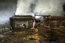 W pożarze życie straciło 20 byków