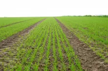 wschody zbóż na polu