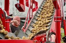 Załadunek ziemniaków