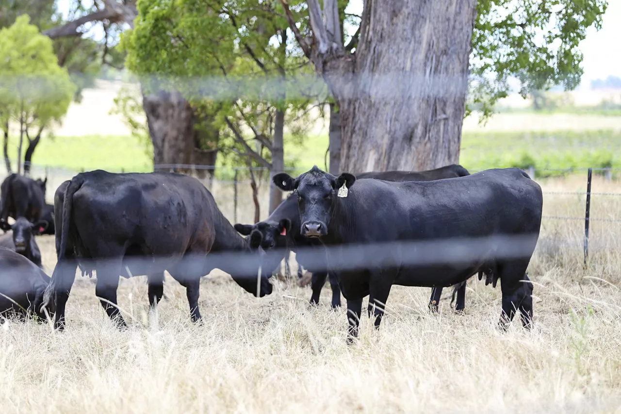 Cows on the pasture Mudgee in Australia