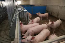 Loszki w nowej chlewni