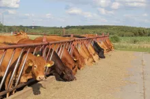 Bydło trzyma cenę, ale konkurencja się zaostrza. Ile dziś płacą ubojnie? [SONDA]