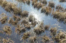 Mokradła magazynują wodę w czasie nadmiaru opadów, a następnie stopniowo ją uwalniają 