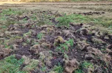 dziki